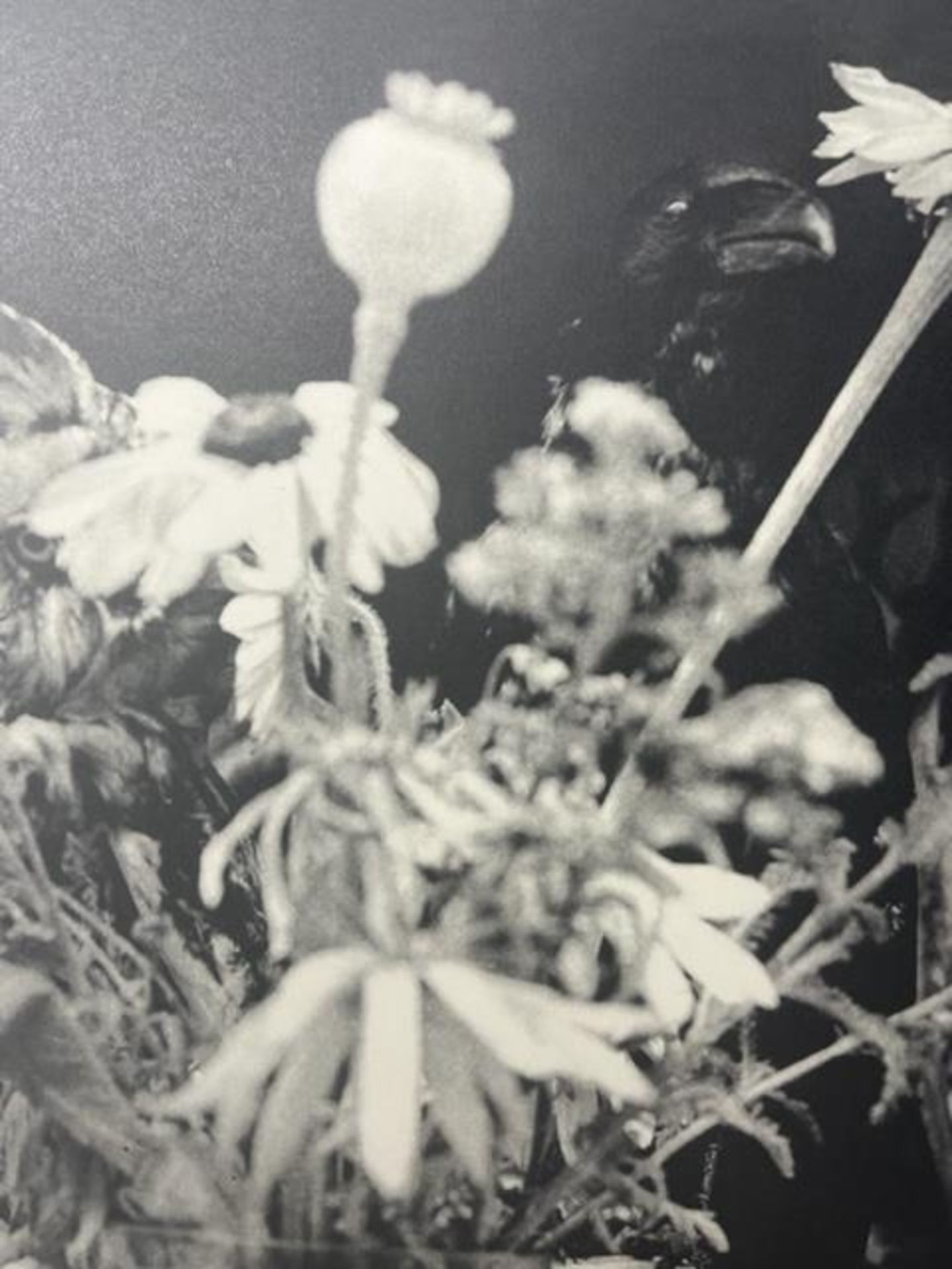 Jim Dine "Untitled" Print. - Bild 3 aus 6