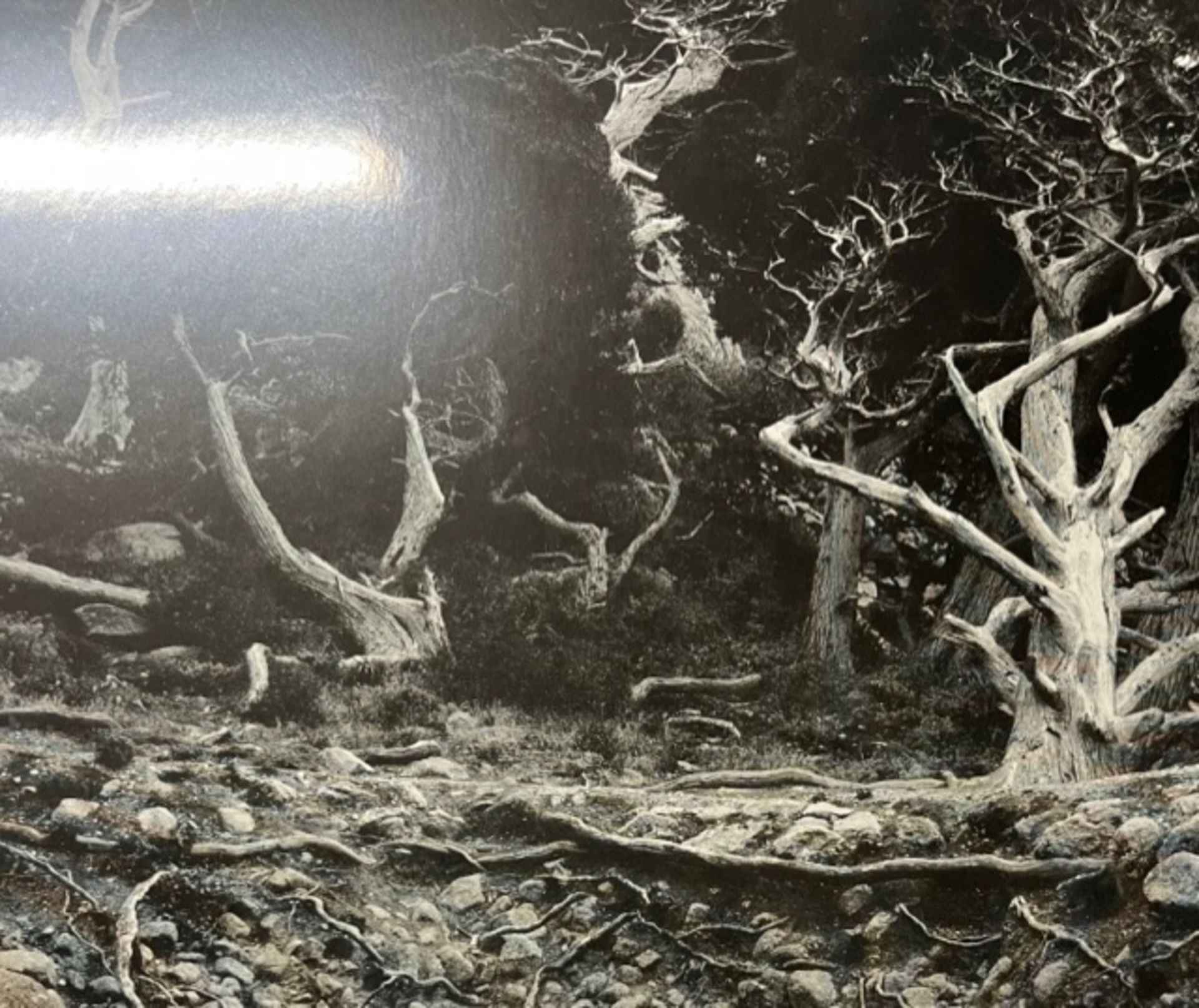 Edward Weston "Cypress Root" Print.