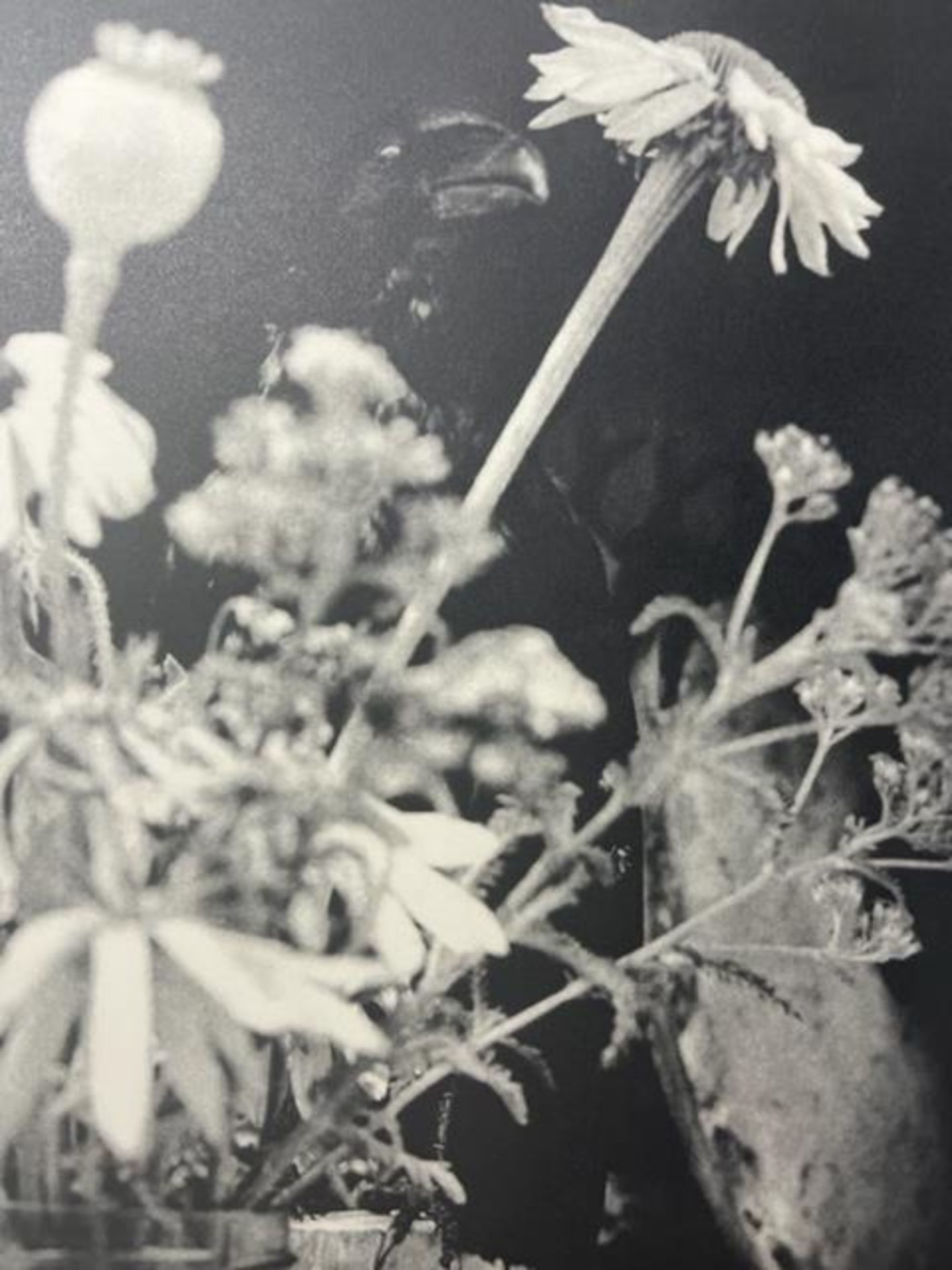 Jim Dine "Untitled" Print. - Bild 2 aus 6