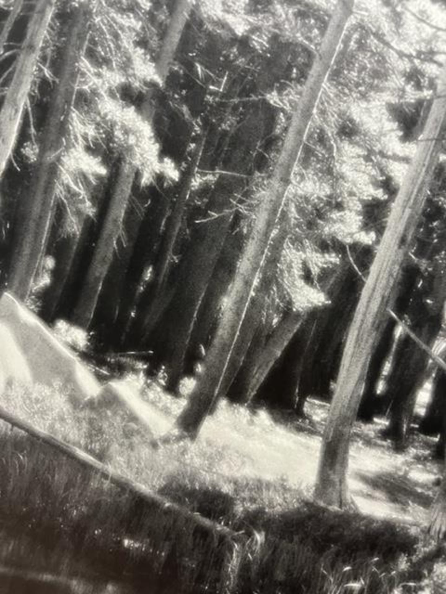 Ansel Adams "Forest and Stream " Print. - Bild 6 aus 6