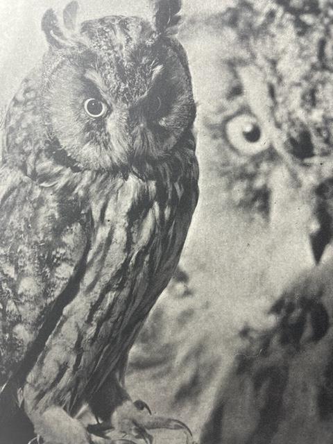 Jim Dine "Untitled" Print. - Image 4 of 6