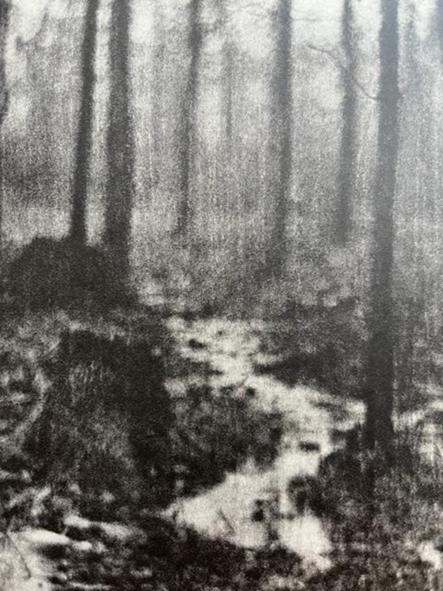 Edward Steichen "Woods in Rain" Print. - Bild 3 aus 6