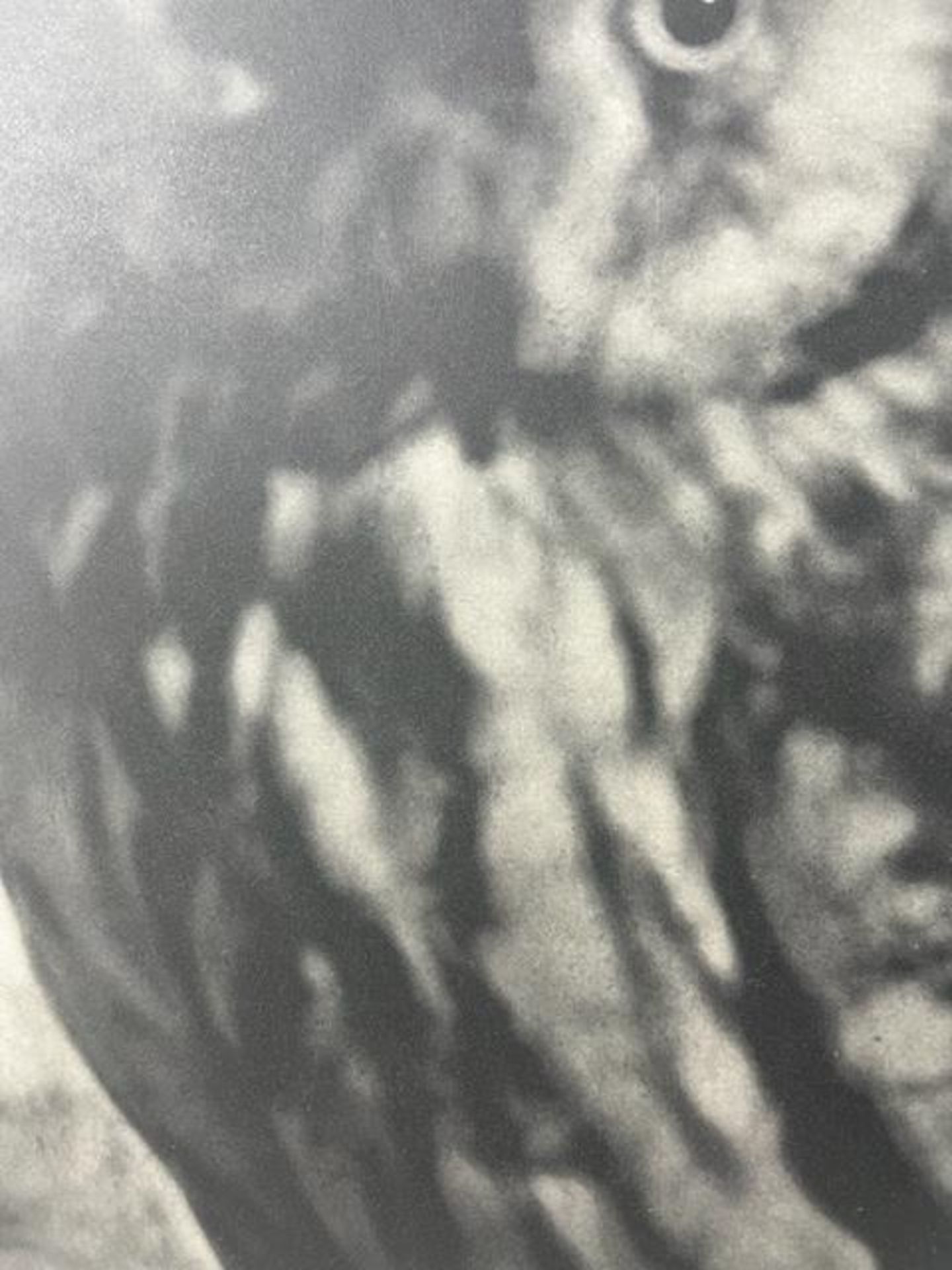 Jim Dine "Untitled" Print. - Bild 4 aus 6