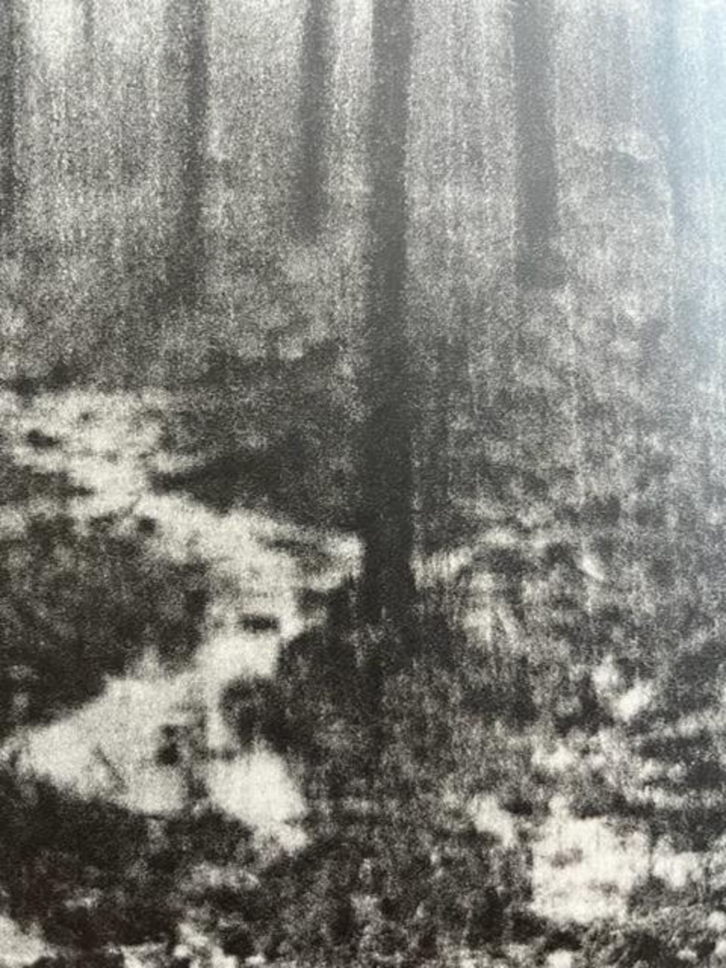 Edward Steichen "Woods in Rain" Print. - Bild 5 aus 6