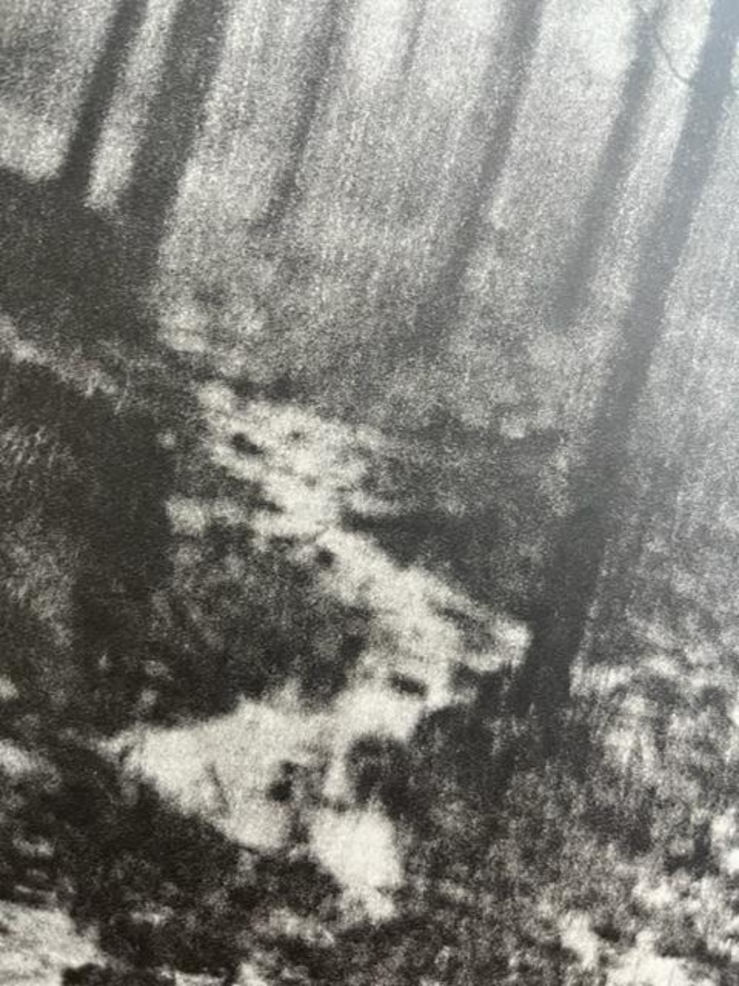 Edward Steichen "Woods in Rain" Print. - Bild 6 aus 6