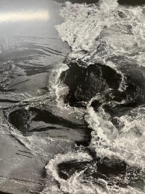 Edward Weston "Kelp" Print. - Image 4 of 6