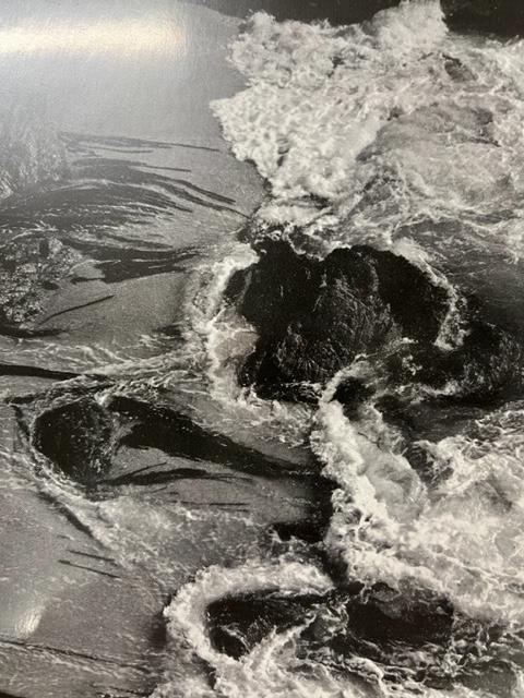 Edward Weston "Kelp" Print. - Image 3 of 6