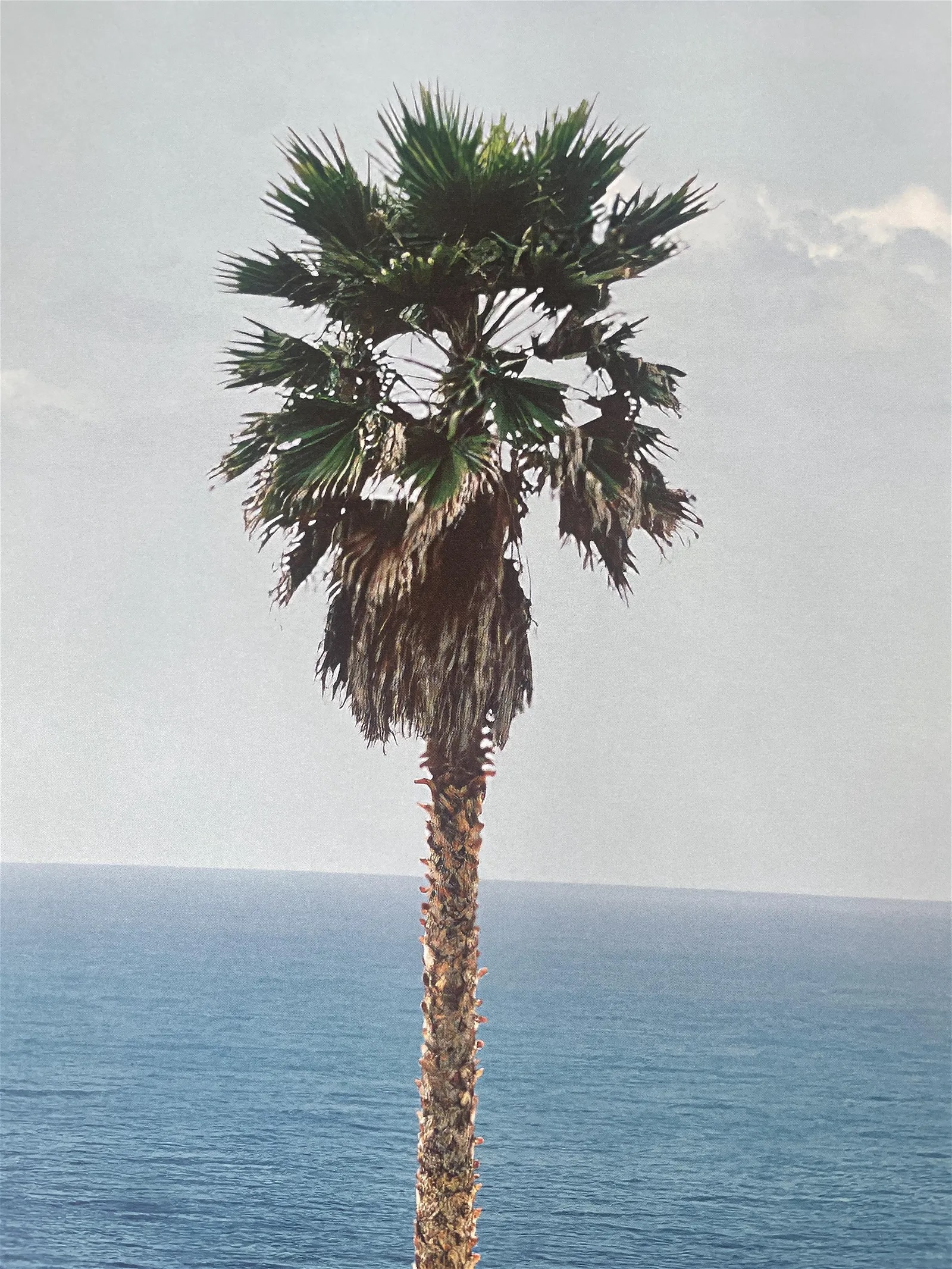 John Baldessari "Palm Tree" Offset Lithograph - Image 4 of 6