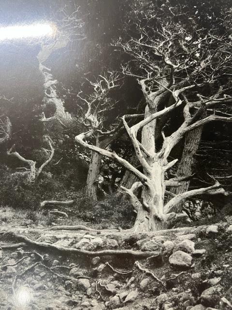 Edward Weston "Cypress Root" Print. - Image 5 of 6