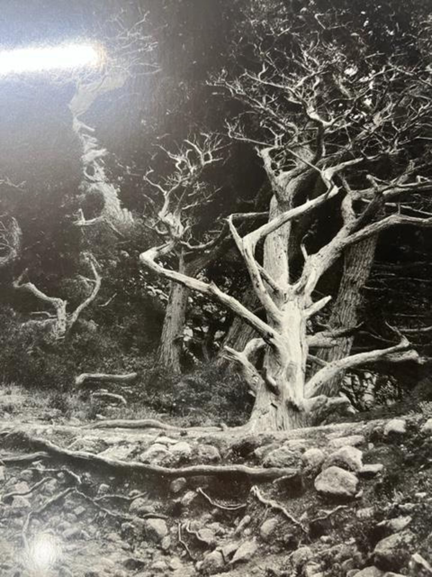 Edward Weston "Cypress Root" Print. - Bild 5 aus 6