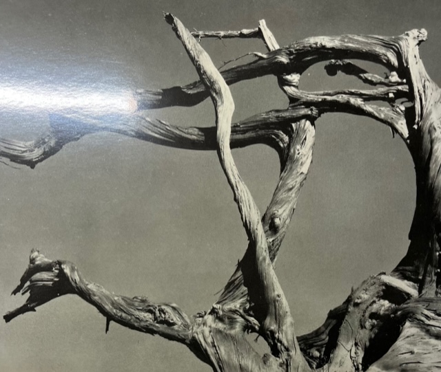 Edward Weston "Cypress, Rock, Stone Crop" Print.