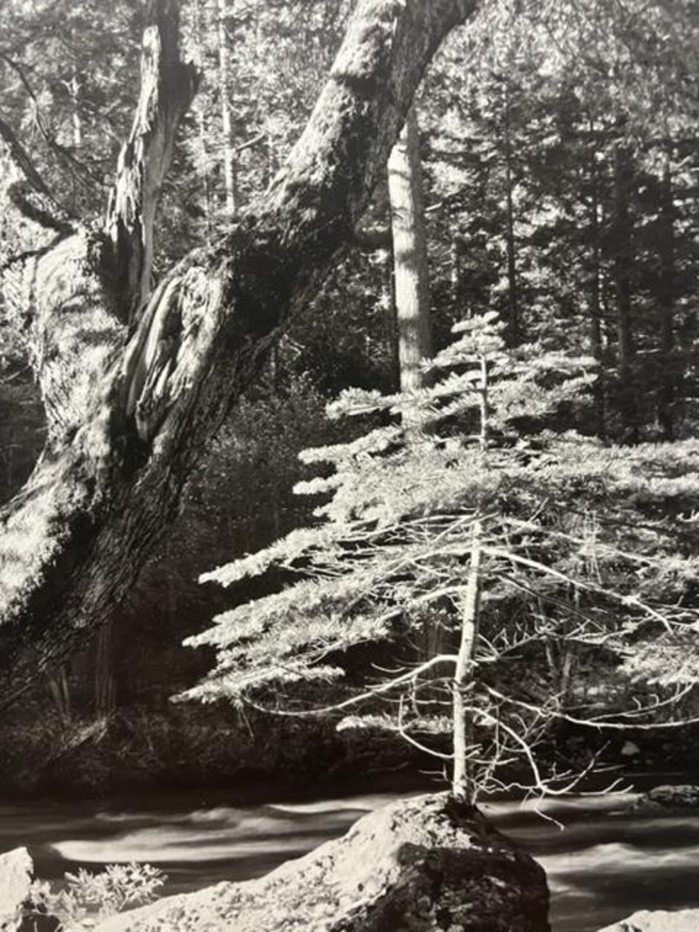 Ansel Adams "Early Morning" Print. - Bild 5 aus 6