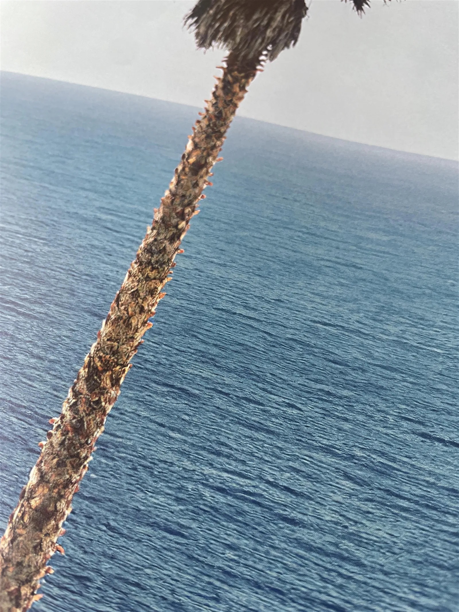 John Baldessari "Palm Tree" Offset Lithograph - Image 6 of 6