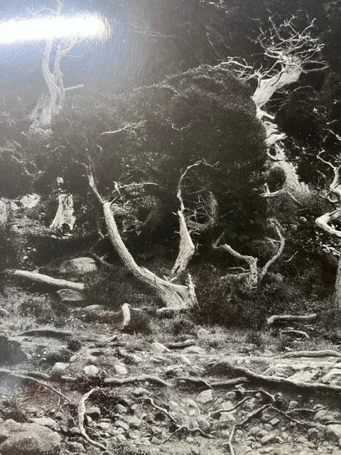 Edward Weston "Cypress Root" Print. - Image 3 of 6