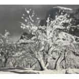 Ansel Adams "Half Dome, Orchard, Winter" Print.