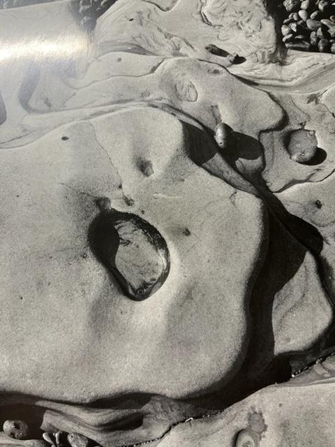 Edward Weston "Cypress" Print. - Image 4 of 6