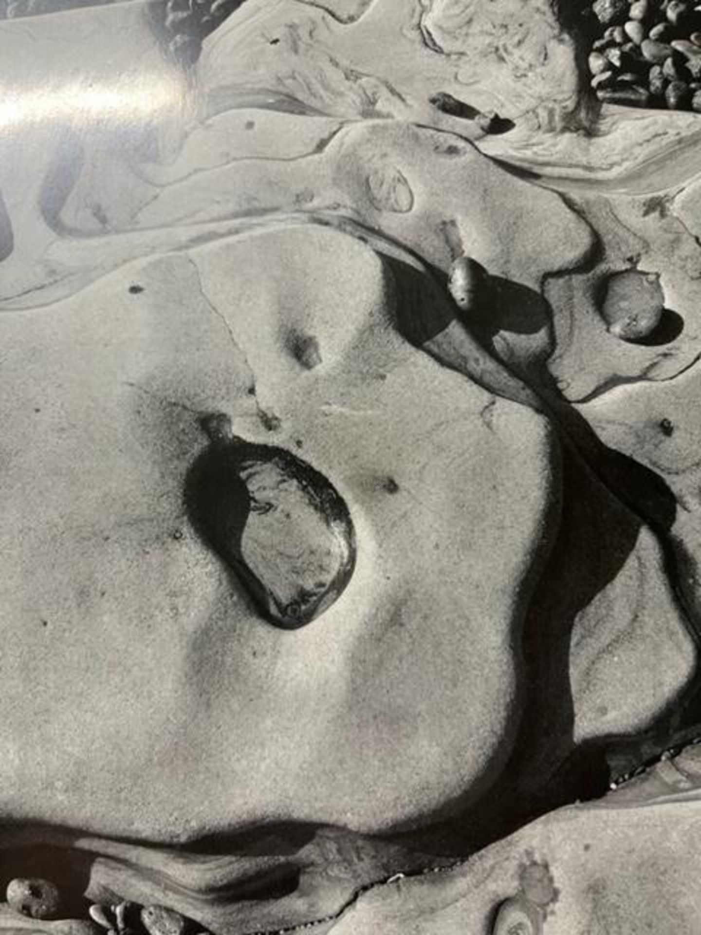 Edward Weston "Cypress" Print. - Bild 4 aus 6