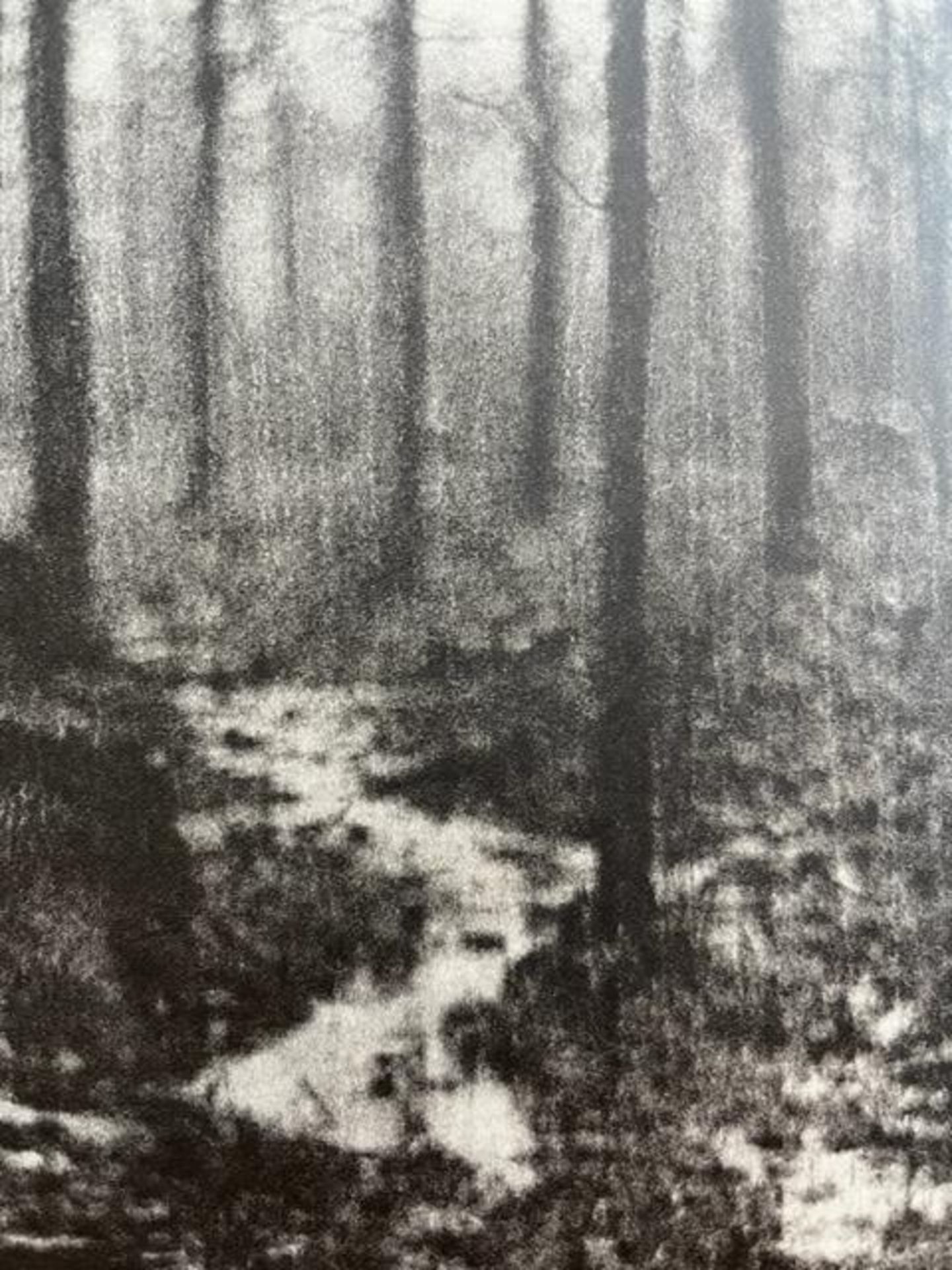Edward Steichen "Woods in Rain" Print. - Bild 2 aus 6