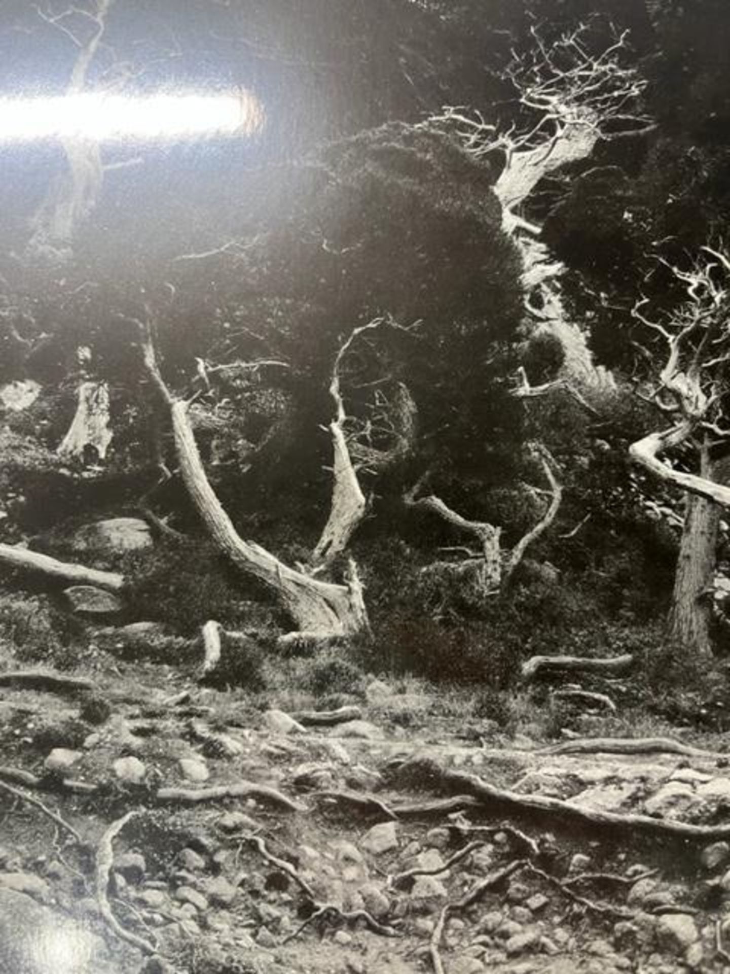 Edward Weston "Cypress Root" Print. - Bild 4 aus 6