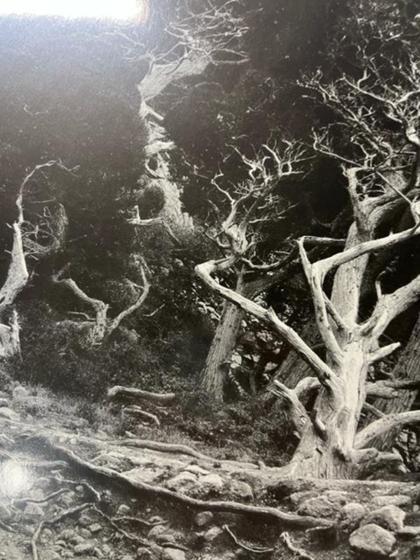 Edward Weston "Cypress Root" Print. - Bild 6 aus 6