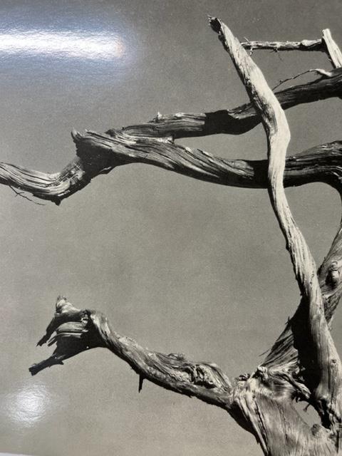 Edward Weston "Cypress, Rock, Stone Crop" Print. - Image 3 of 6