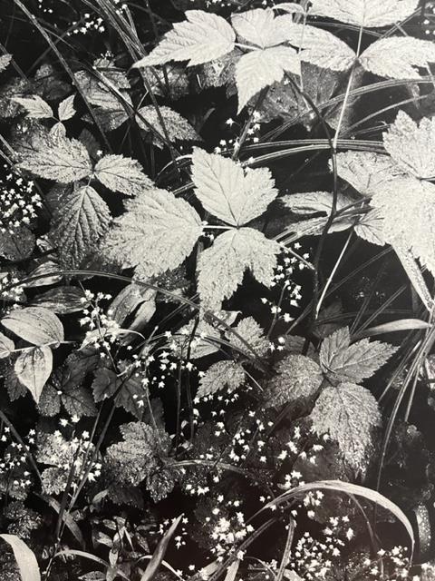 Ansel Adams "Trailside " Print. - Image 6 of 6