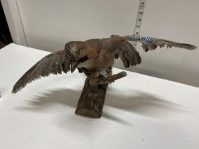 A taxidermy study of a Blue Jay. Shipping unavailable