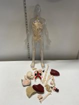 A anatomical model with parts