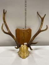A pair of mounted antlers (need attaching to shield), shipping unavailable