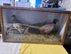 A cased late Victorian taxidermy study of a pair of Pheasants. 91cm x 52cm. shipping unavailable