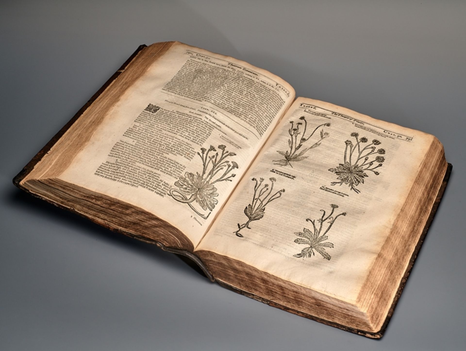 Botanik. John Parkinson. Theatrum Botanicum, The Theater of Plants. Or an Universall and Complete H - Bild 6 aus 8