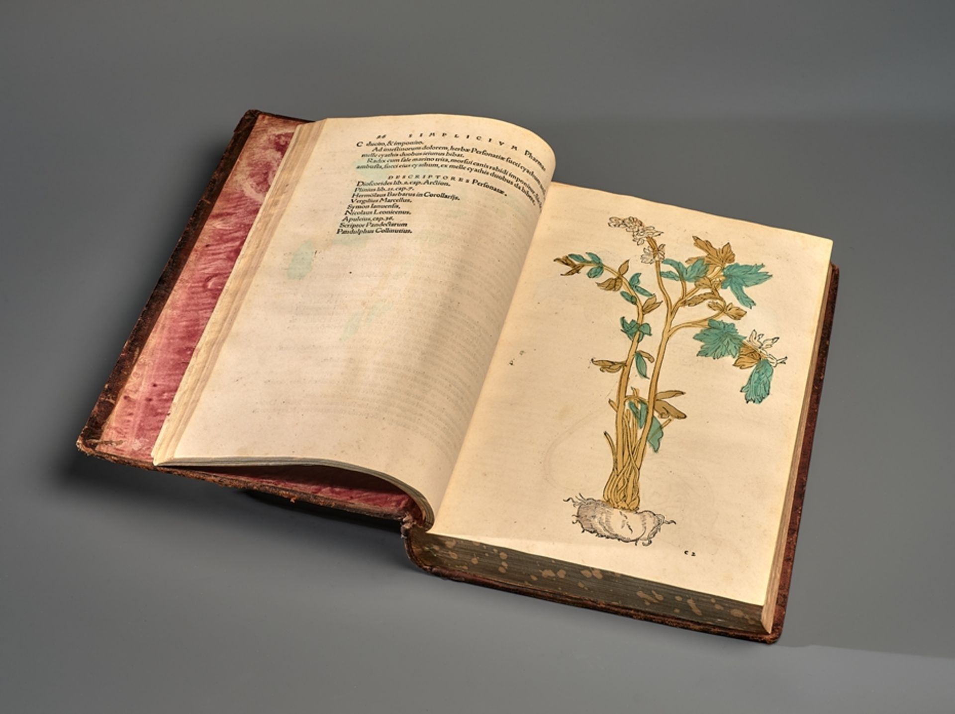 Botanik. Otto Brunfels.  Herbarum vival eicones ad naturee imitationem suma com diligentia & artifi - Bild 5 aus 13