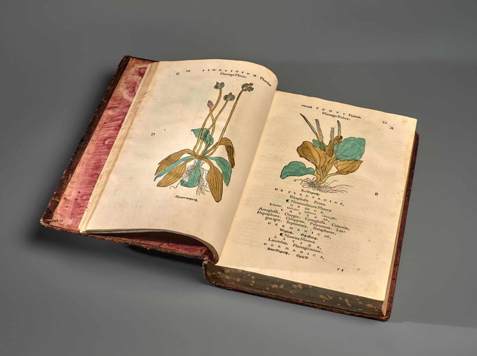 Botanik. Otto Brunfels.  Herbarum vival eicones ad naturee imitationem suma com diligentia & artifi - Bild 3 aus 13