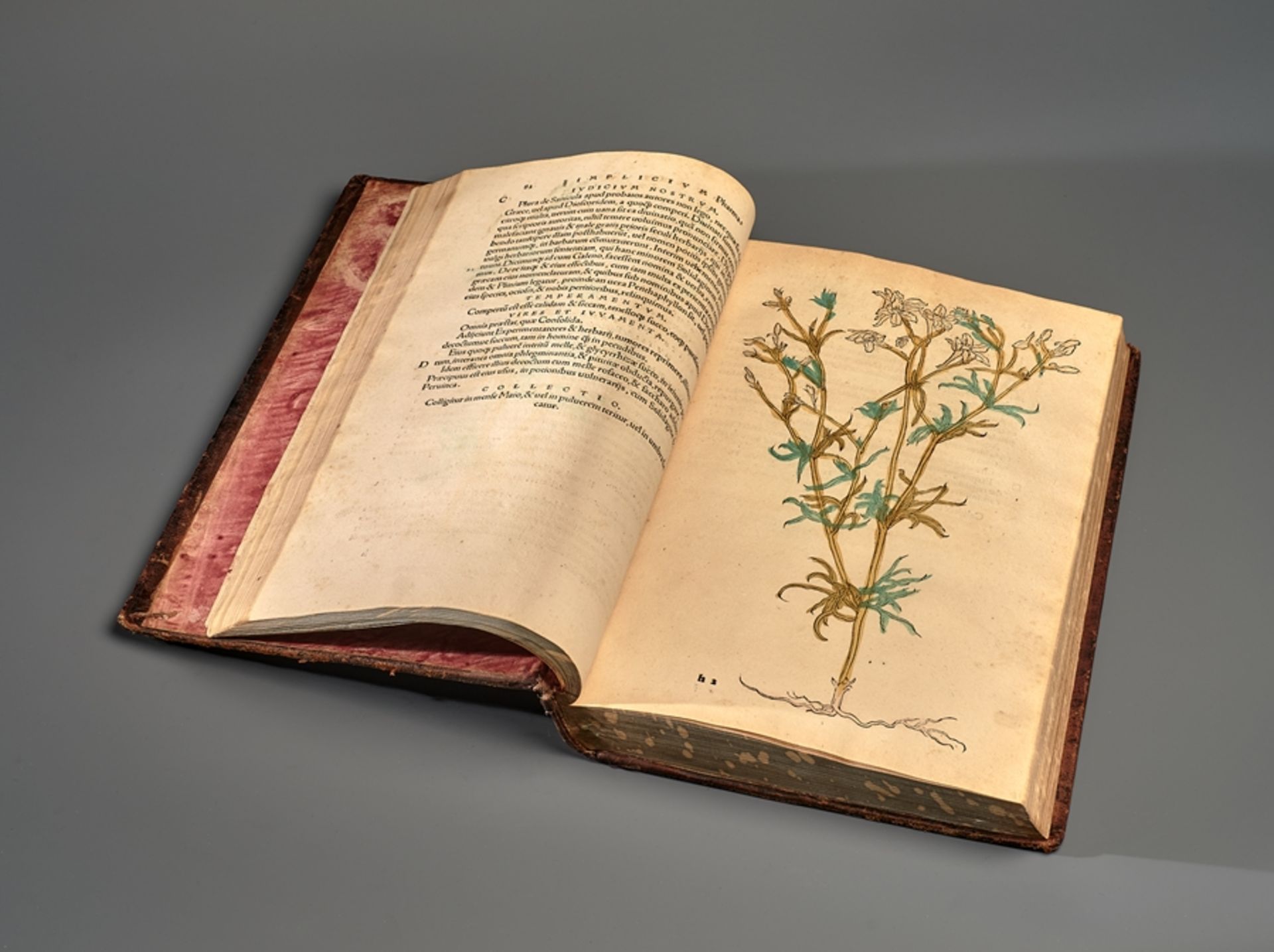 Botanik. Otto Brunfels. Herbarum vival eicones ad naturee imitationem suma com diligentia & artifi - Image 7 of 13