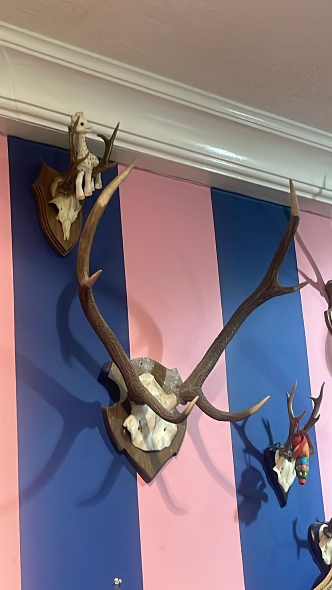 Collection Of Antlers - Image 3 of 5