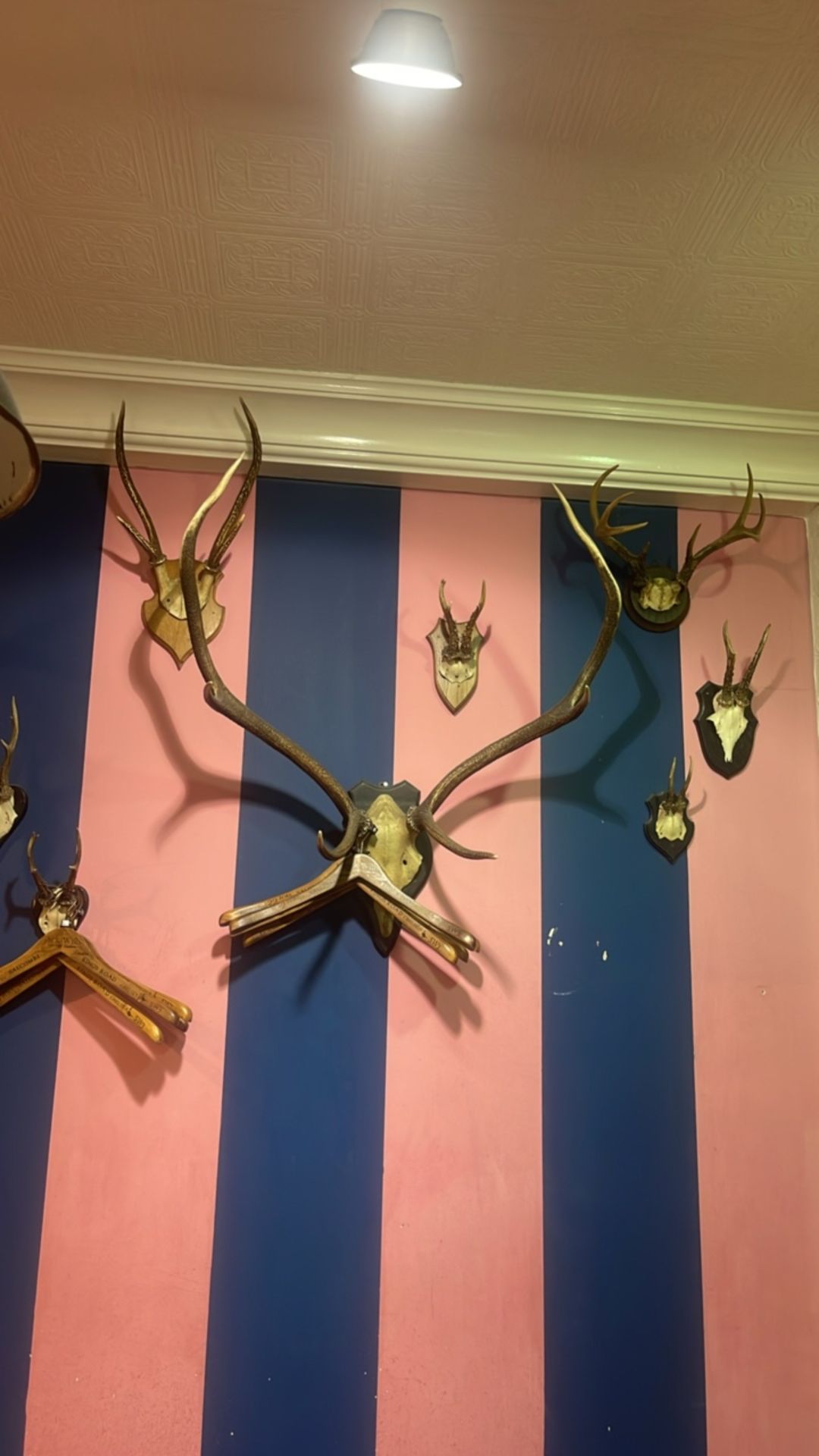 Collection Of Antlers - Image 5 of 5