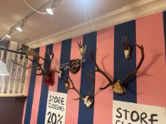 Antler Wall Display Items x 7