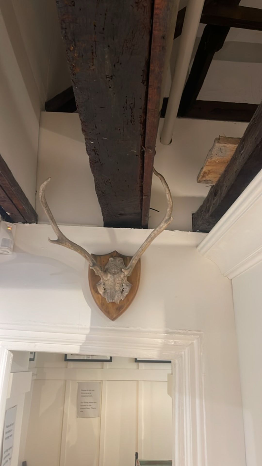 Wall Antlers - Image 5 of 5