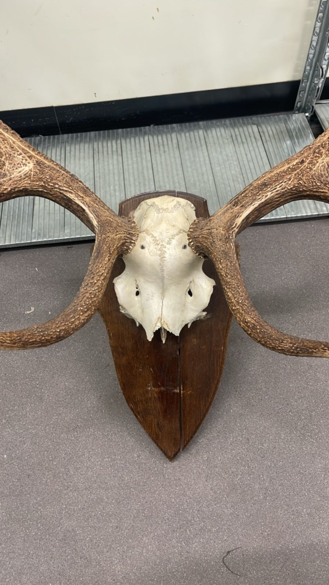 Large Display Antlers - Image 2 of 5