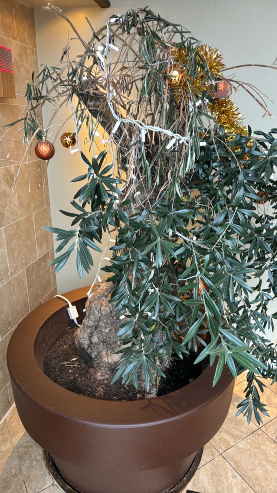 Large Resin Plant Pot With Olive Tree - Image 3 of 3