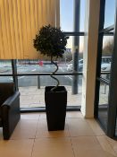 Topiary Tree & Plant Pot x2