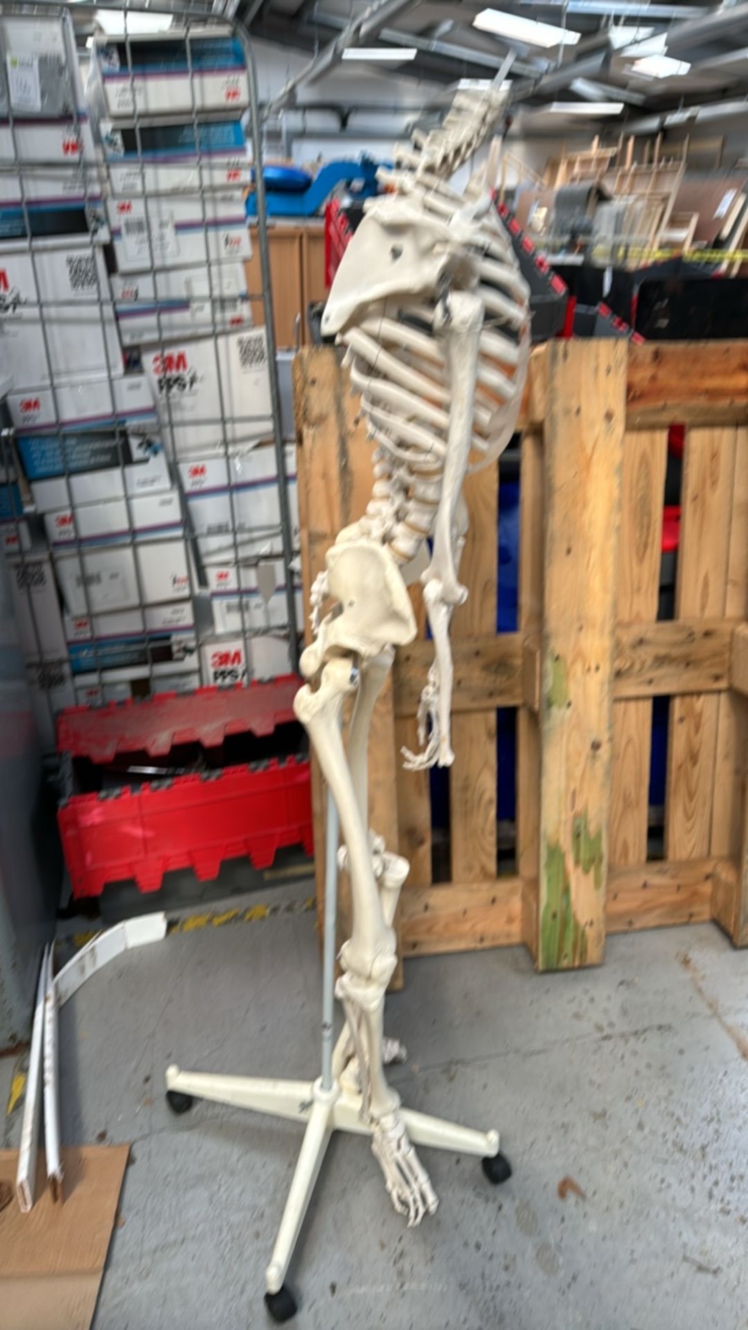 Skeleton On Wheels - Image 5 of 5