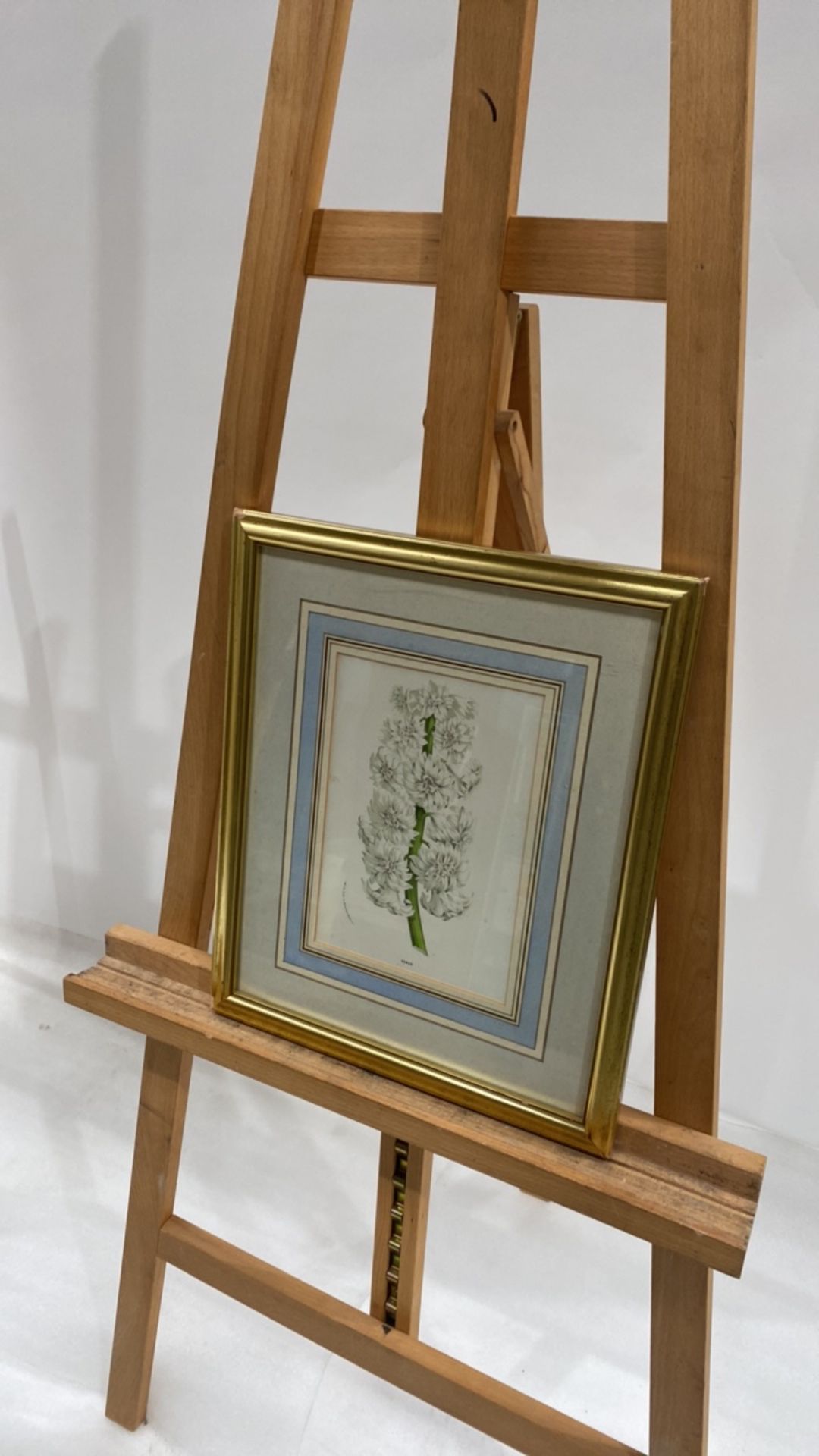 Artwork -Venus Flowers Print From Claridge's Hotel