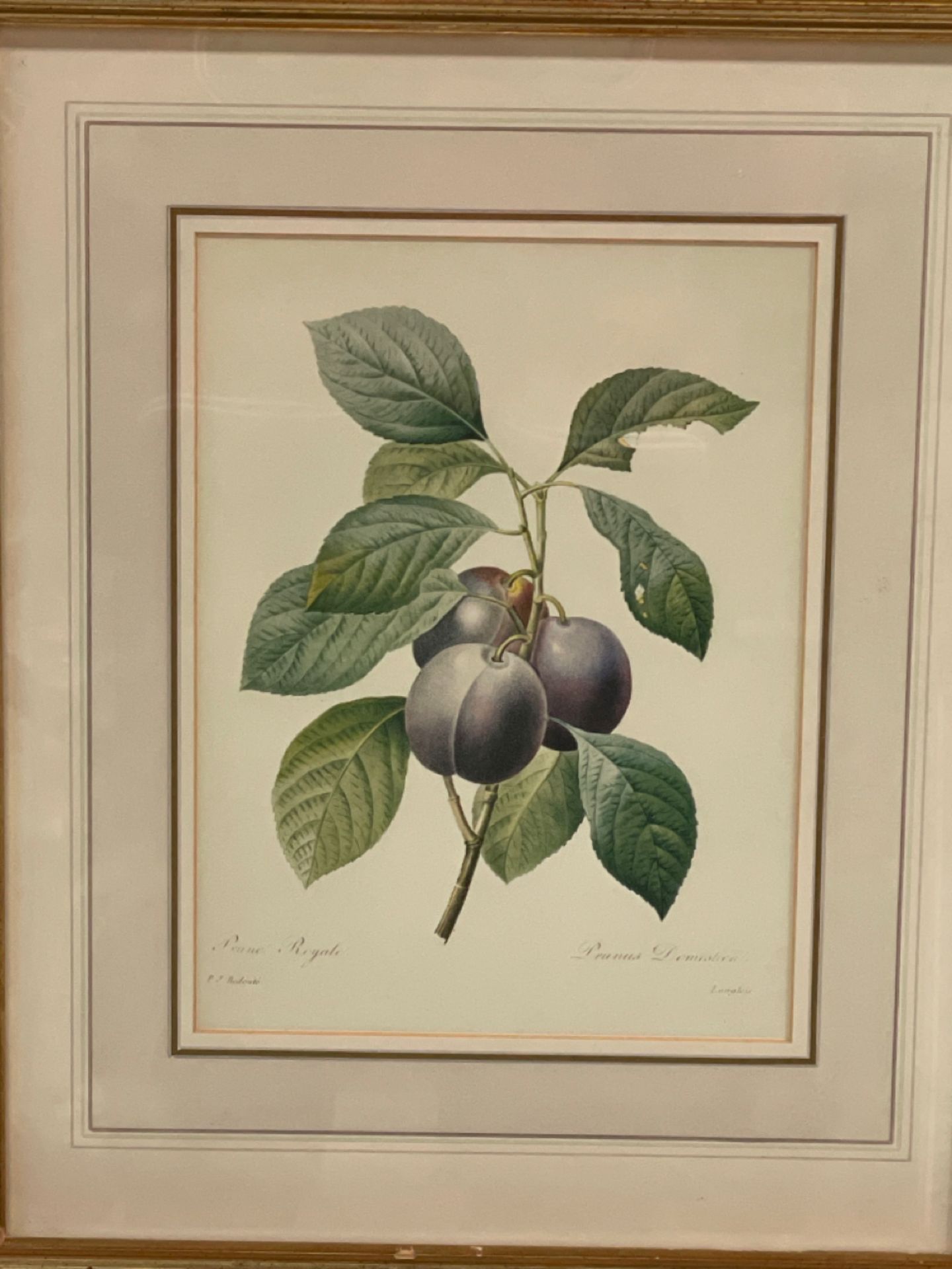 Fruit Artwork Print From Claridge's Hotel - Image 2 of 2