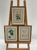 Floral Artwork Prints Set Of 3 From Claridge's Hotel