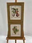 Fruit Artwork Prints Set Of 2 From Claridge's Hotel