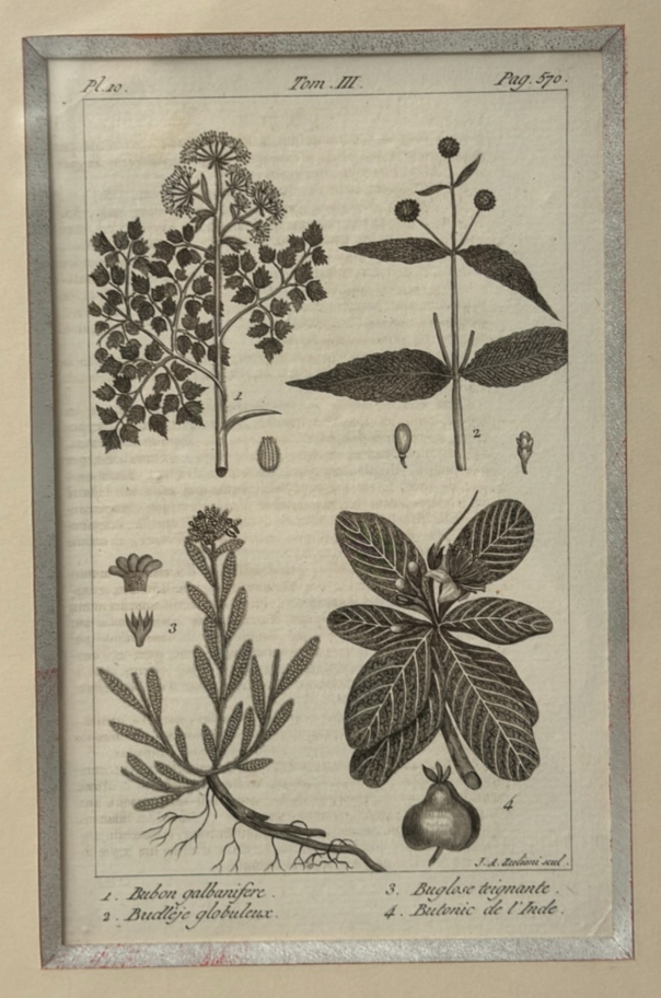 Botany Artwork Print 4 in 1 - Image 5 of 6
