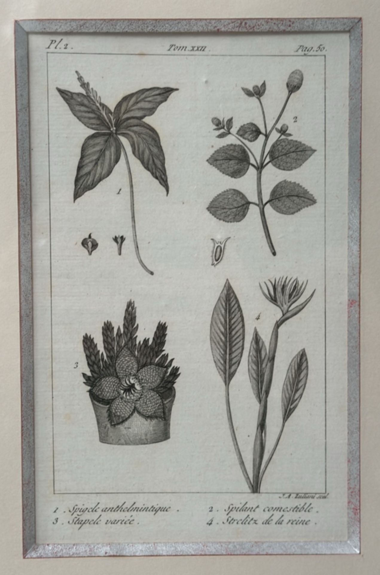 Botany Artwork Print 4 in 1 - Image 3 of 6
