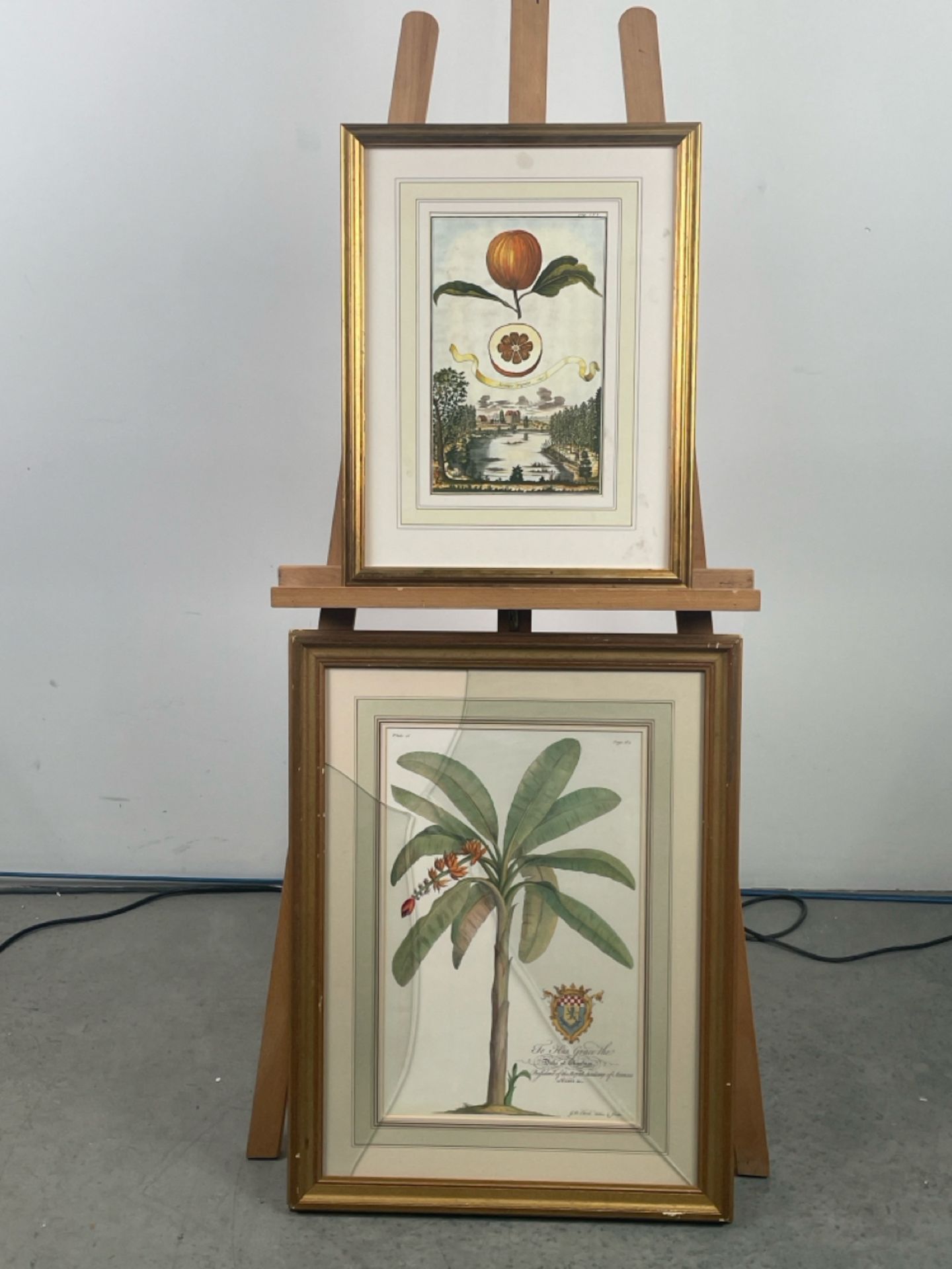 Botanical Prints x 2