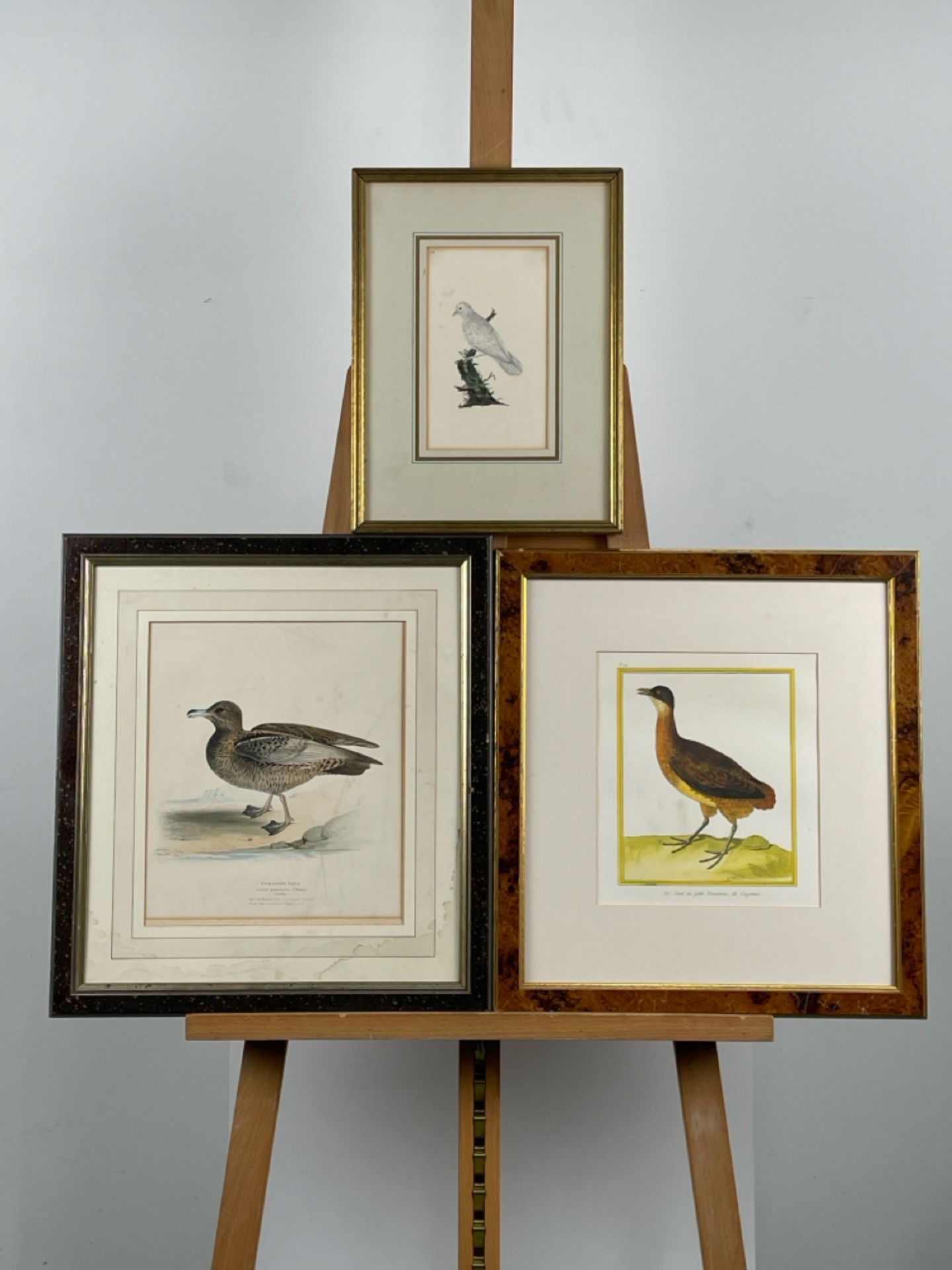 Artwork Bird Prints x 3